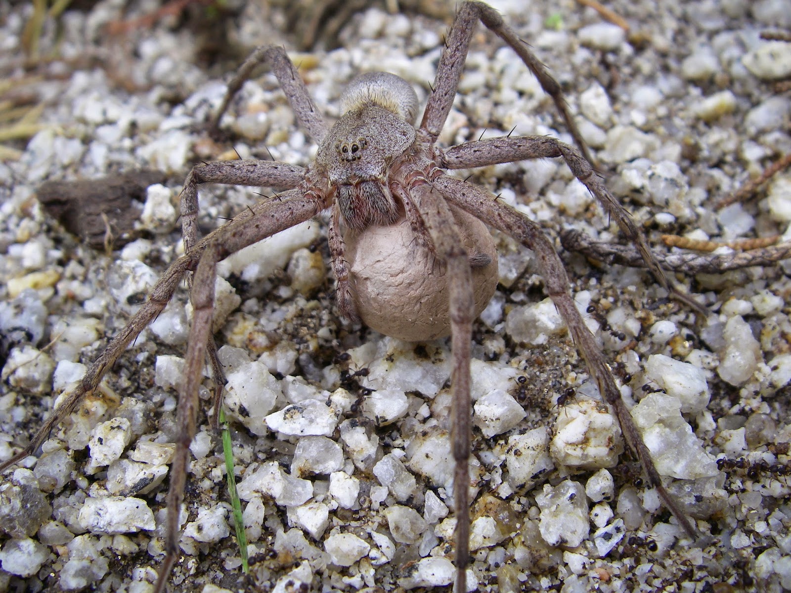 クモ しまなみアースランド